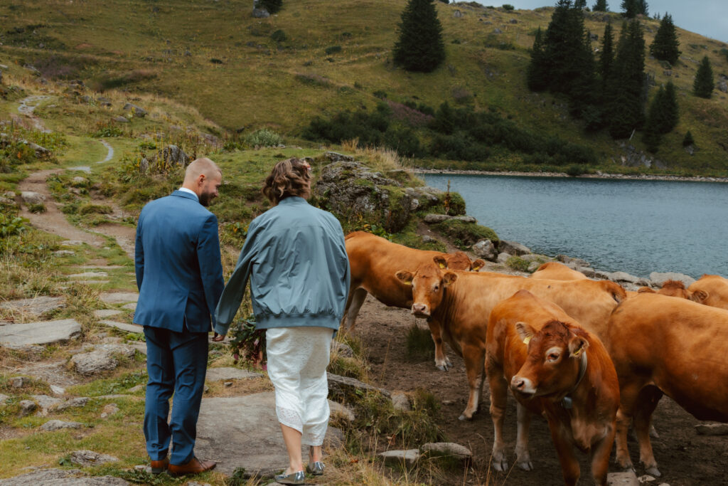 A couple walks by some cows during their elopement in Switzerland in front of a mountain lake